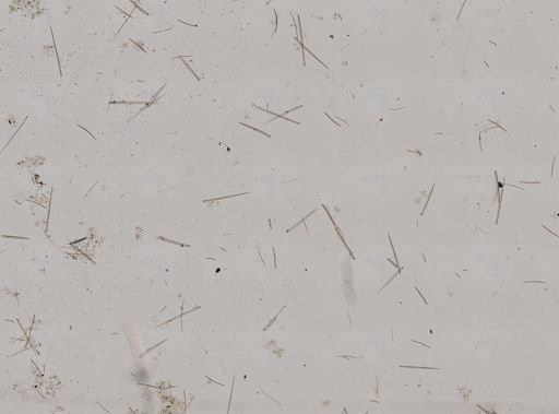 Clionidae