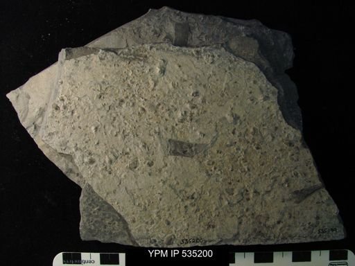 undet. Ostracoda