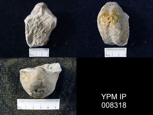Aulosteges wangenheimi