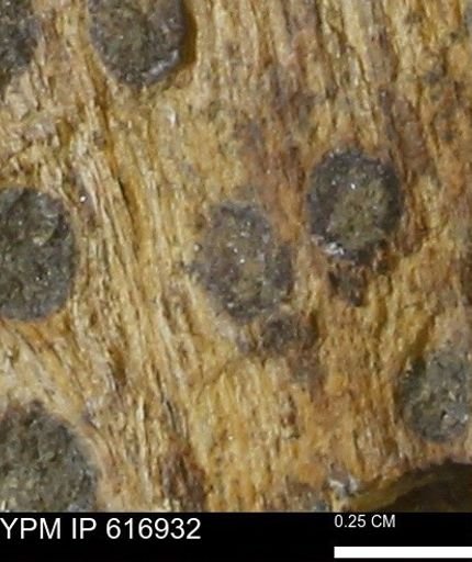 Teredo sp.