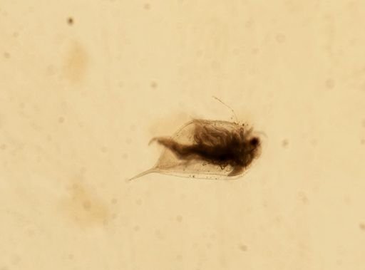Daphnia pulex
