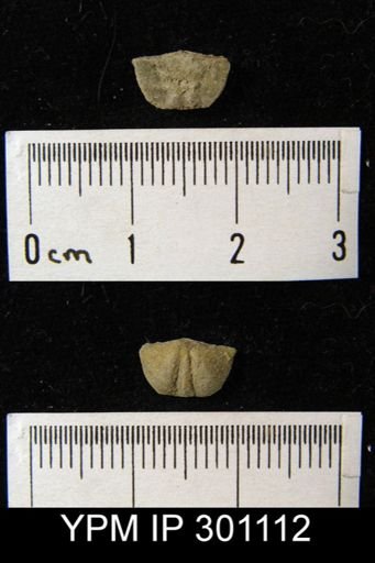 Mesolobus sp.