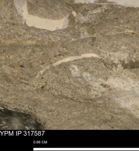 undet. Mollusca
