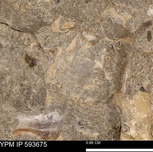 Baculites sp.