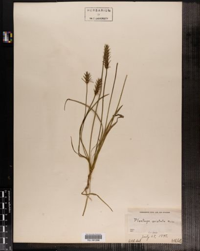 Plantae