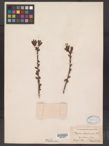 Myrica pensylvanica