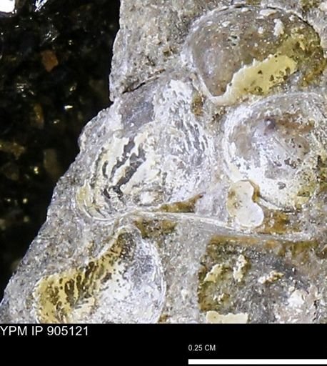 Corbulamella?