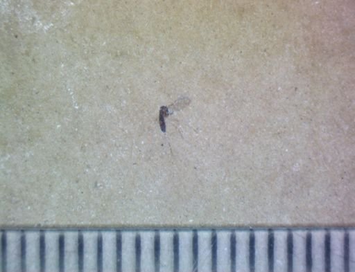 undet. Pterygota