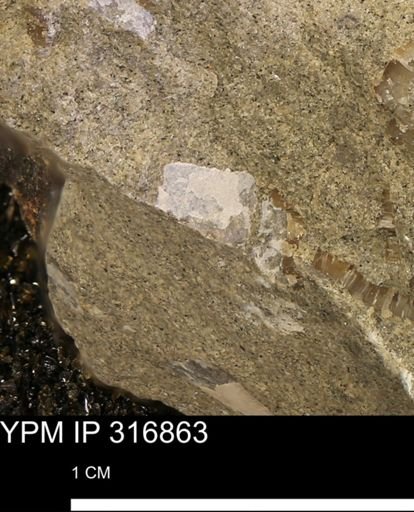 undet. Mollusca