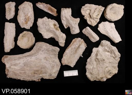 Ichthyodectes sp.