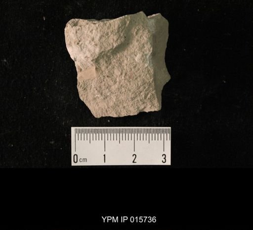 Pycnoblattina compacta
