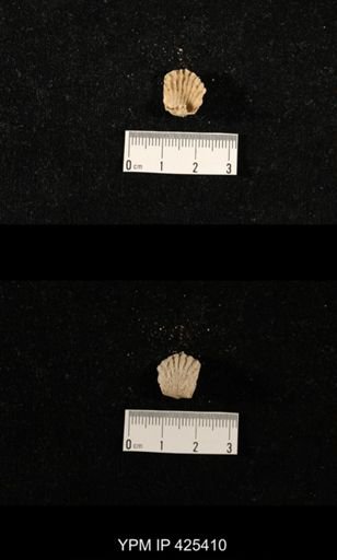 Meekella skenoides