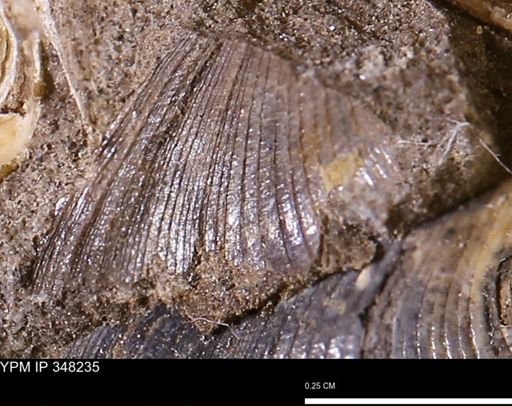 Limopsis striatopunctatus