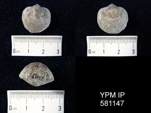 Atrypa sp.