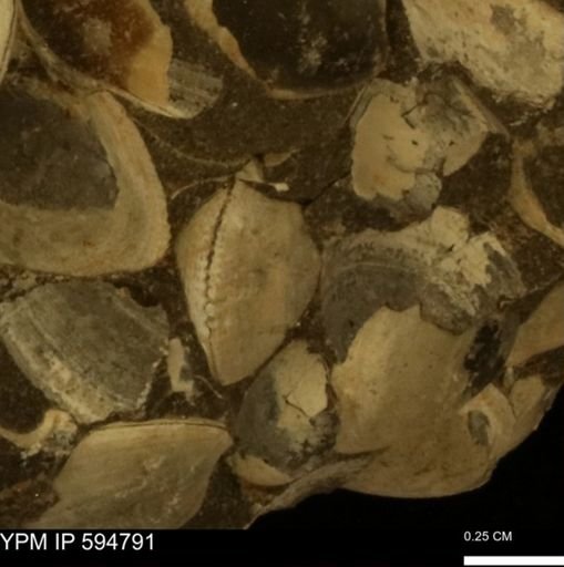 Limopsis striatopunctatus