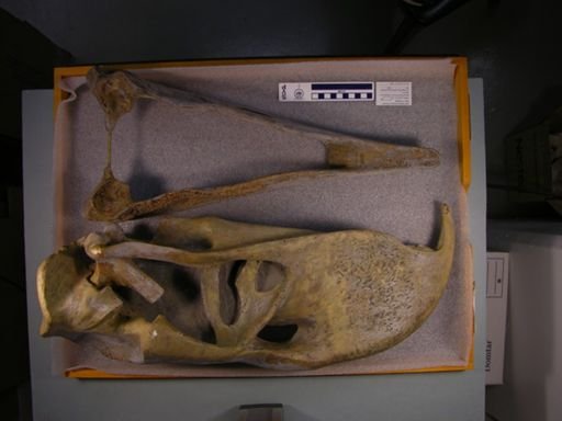Phororhacos longissimus