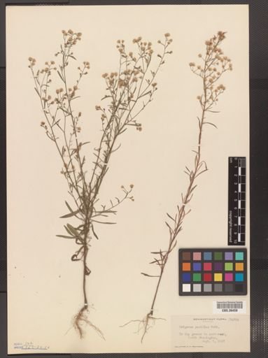 Erigeron pusillus