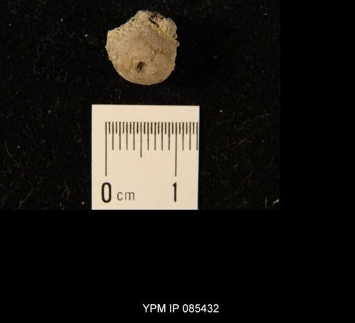 Erisocrinus typus