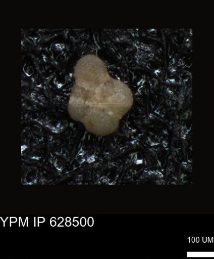 undet. Foraminiferida
