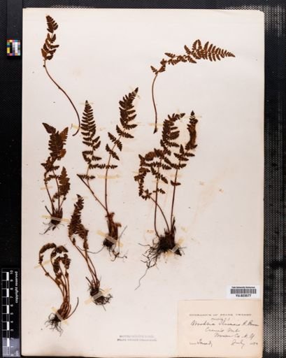 Woodsia ilvensis