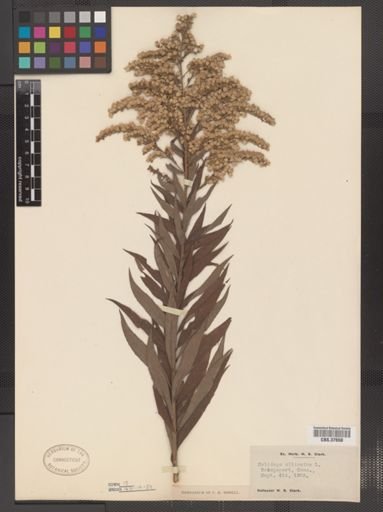 Solidago altissima