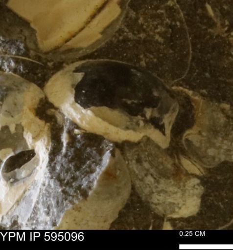 Protocardia sp.