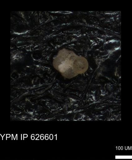 undet. Foraminiferida
