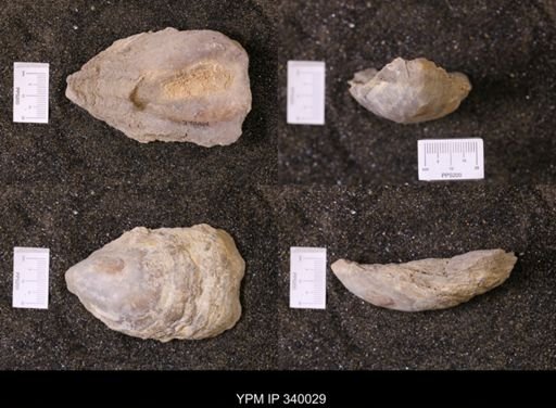 Ostrea glabra wyomingensis