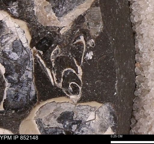 undet. Gastropoda