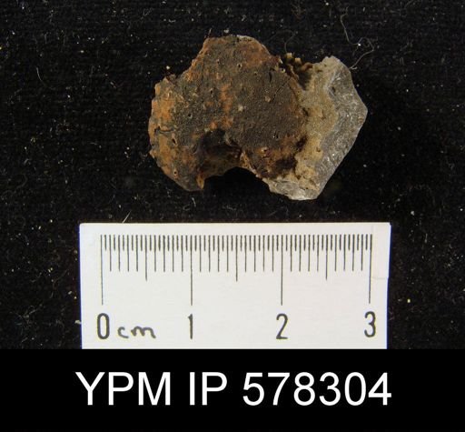 Avonia boulei