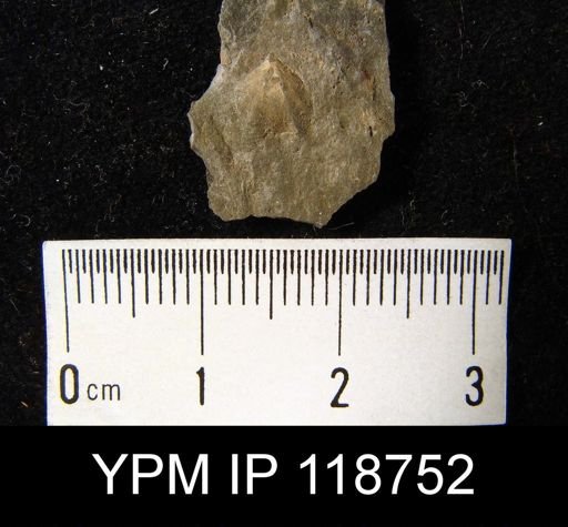 Anabaia anticostiana
