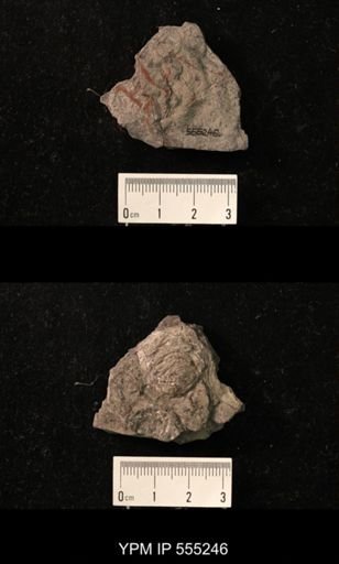 Productus cora