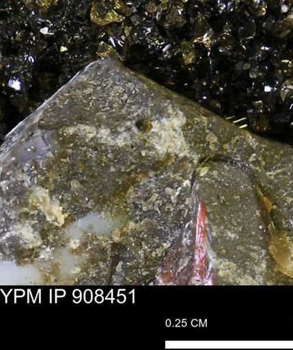 undet. Mollusca