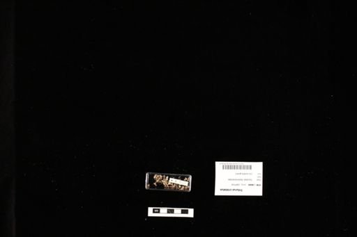 Triturus cristatus