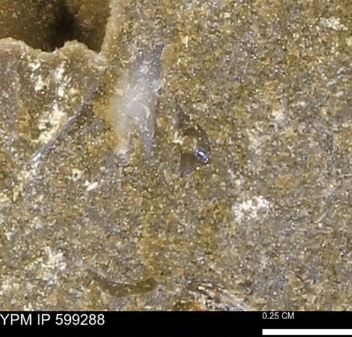 Protocardia subquadrata