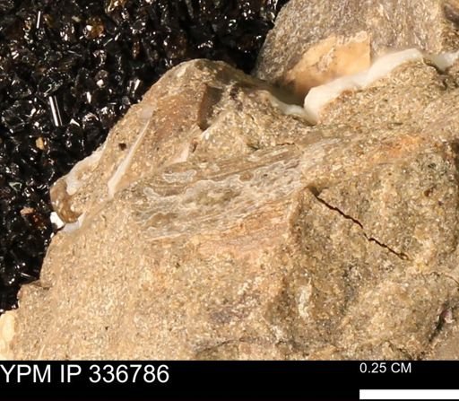 undet. Mollusca