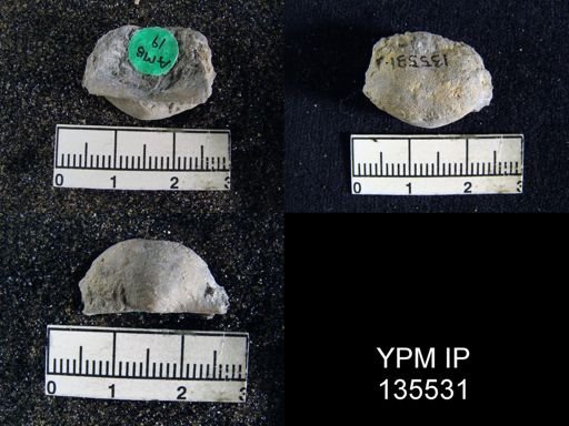 Marginifera transversa