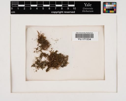 Plantae