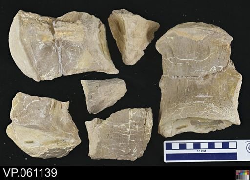 undet. Mosasauridae