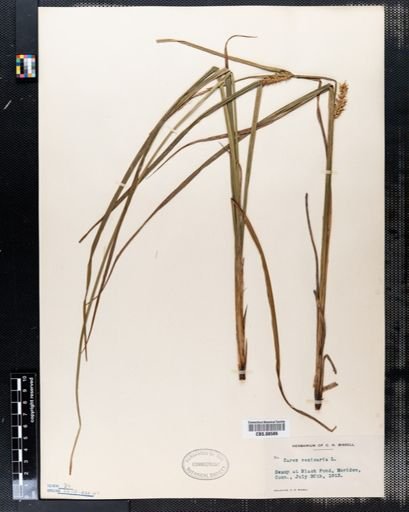 Carex vesicaria
