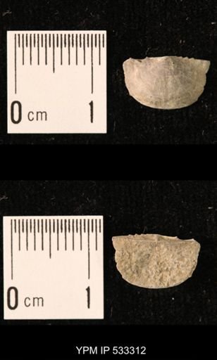 Chonetes sp.