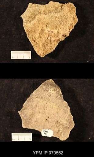 Favosites louisvillensis