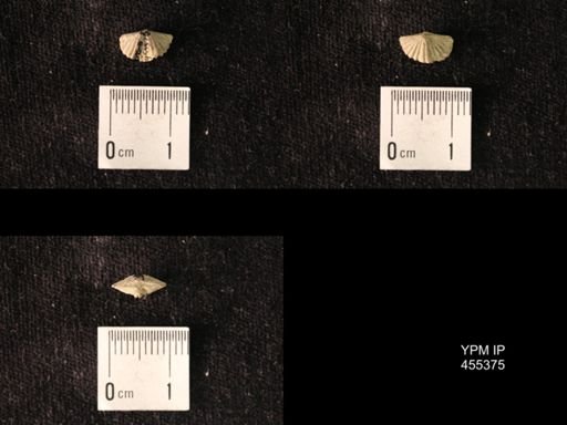 Platystrophia acuminata