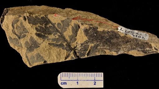 Cladophlebis crenata