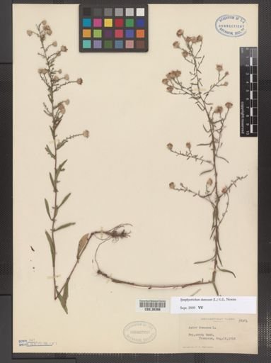 Symphyotrichum dumosum