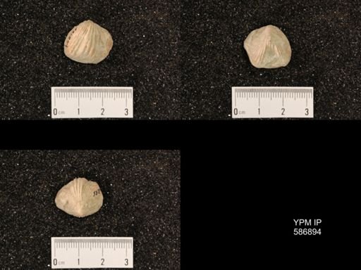 Rhynchotrema capax