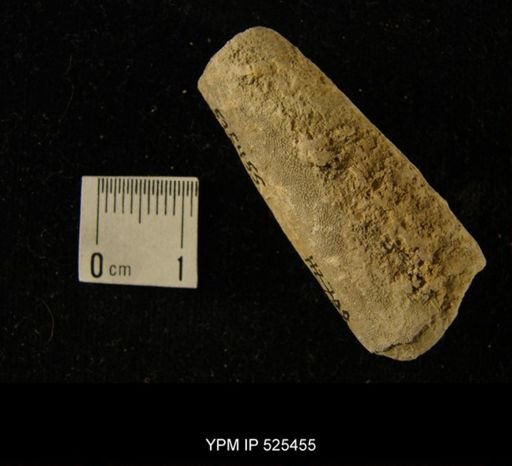 undet. Orthocerida