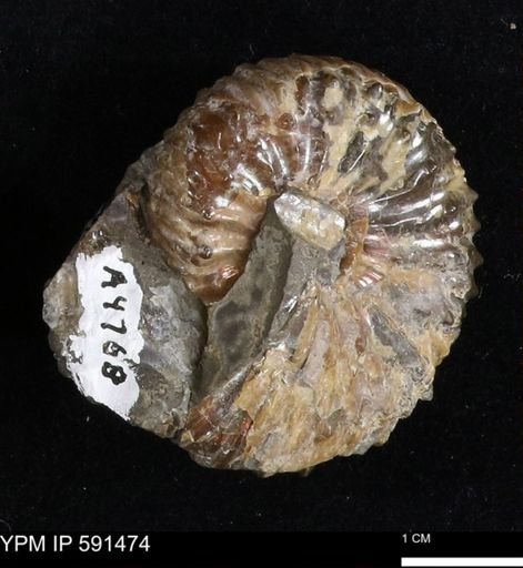 Hoploscaphites