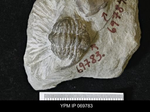 Ceraurinus icarus