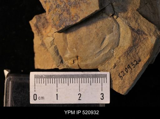 undet. Arthropoda